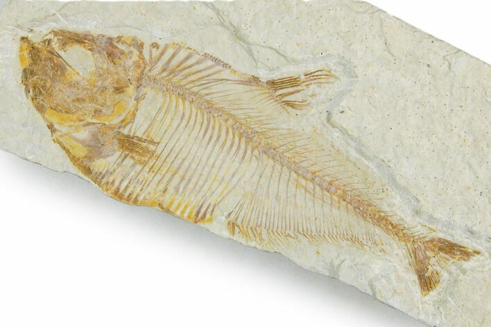 Bargain, Fossil Fish (Diplomystus) - Wyoming #357678
